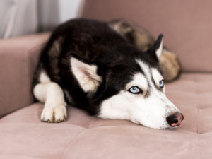 Unleash safer enzyme power with Hall’s Micro Fresh